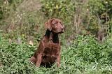 LABRADOR 120